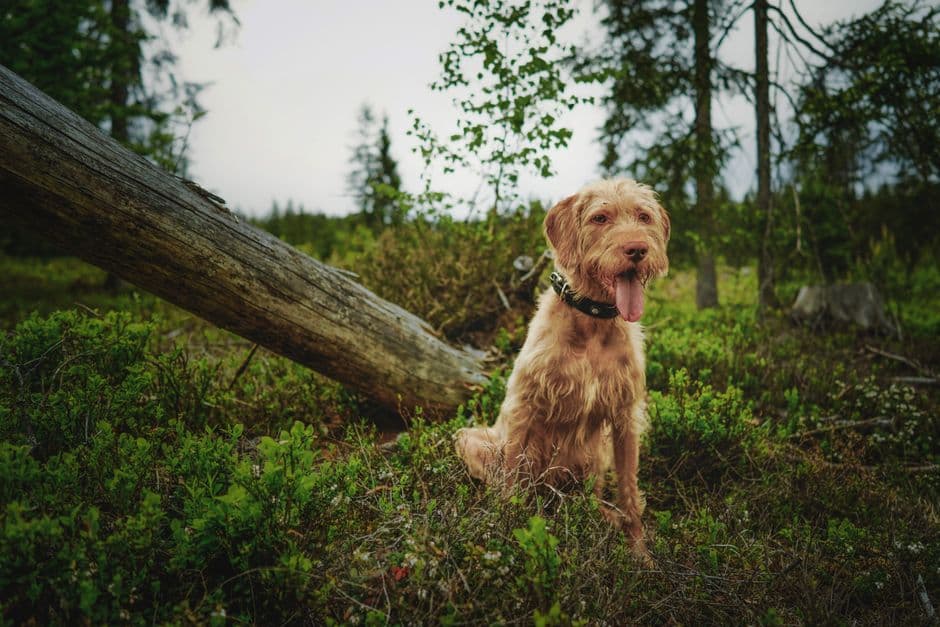 Fi Ultra Tracker: Is Direct-to-Cell Tech Finally the Wilderness Whistle for Our Pets?